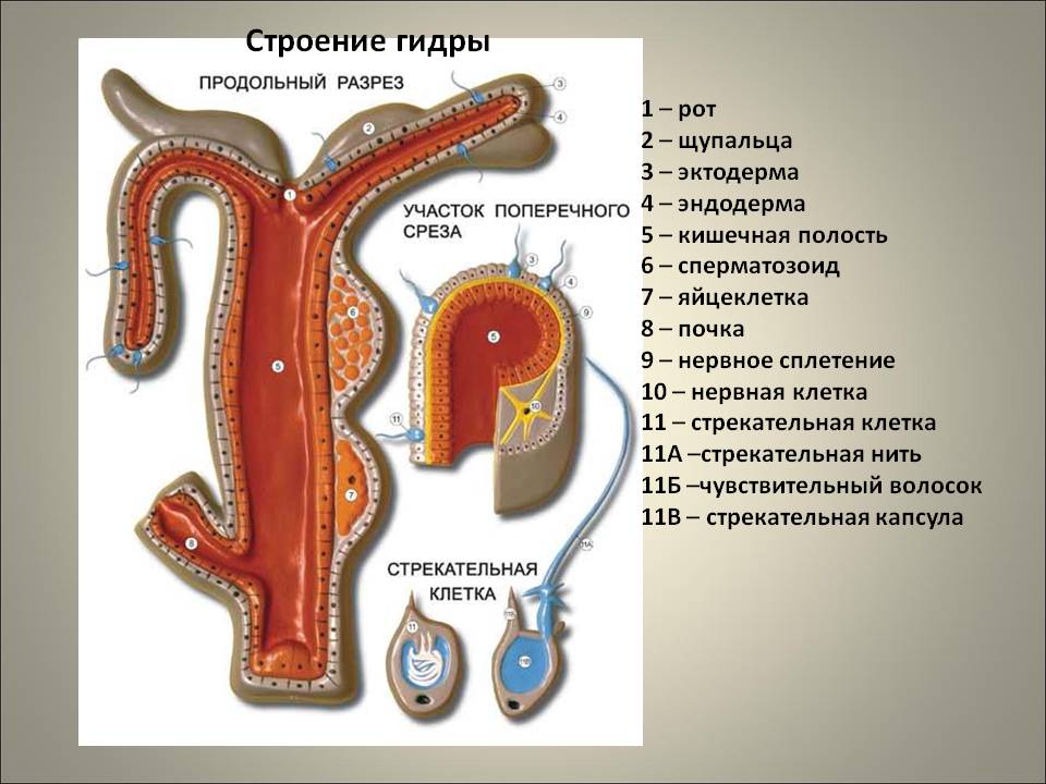 Наркосайты blacksprut adress com